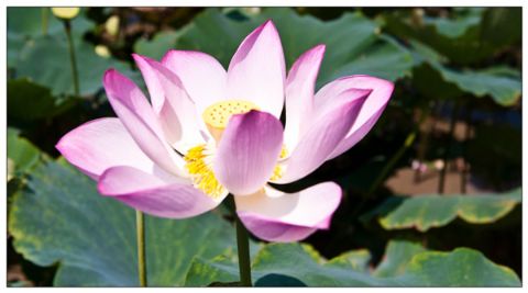 点击放大鼠标滚轮控制大小