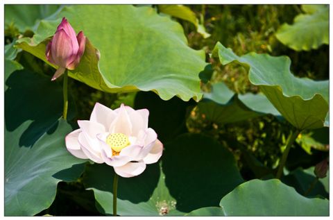 点击放大鼠标滚轮控制大小