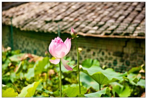 点击放大鼠标滚轮控制大小