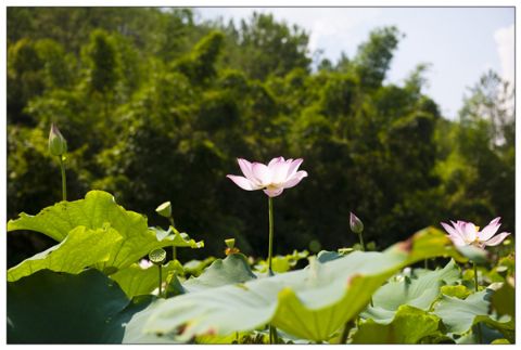 点击放大鼠标滚轮控制大小